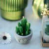 0002266_muhur-detayli-kaktus-mum