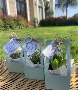 Сукулентен Микс