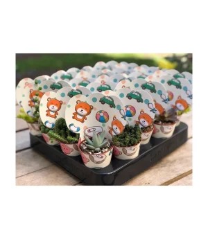 Сукулент с бебешки дизайн