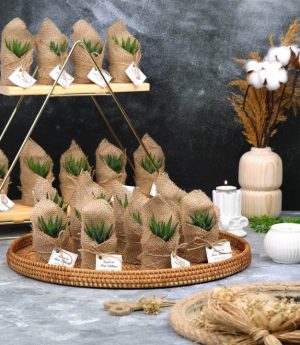 Сукулентен