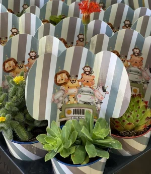 Сукулент с анимационна тематика