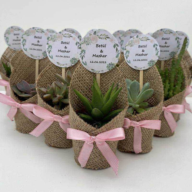 sera_muzaffer_sukulent_nikah_sekeri_toptan_sukulent_istanbul_toptan_sukkulent-162385767860c55a