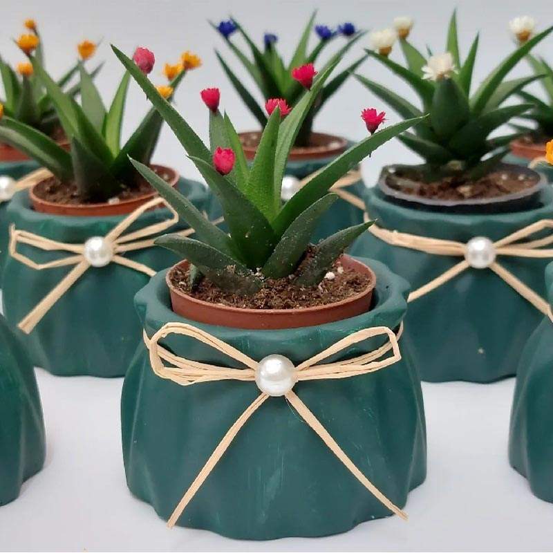 sera_muzaffer_sukulent_nikah_sekeri_toptan_sukulent_istanbul_toptan_sukkulent-1669722063638cce