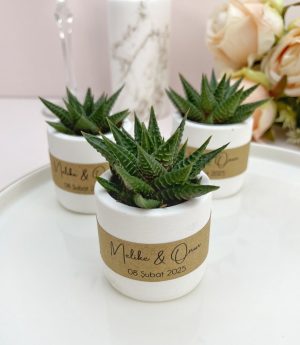 Сукулентен Микс