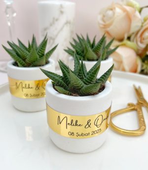 Сукулентен Микс