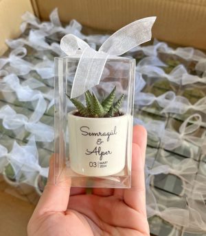 Сукулентен Микс