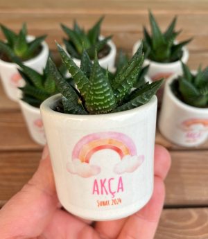 Сукулентен Микс