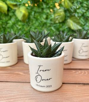 Сукулентен Микс