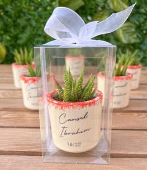 Сукулентен Микс