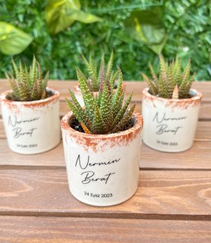 Сукулентен Микс