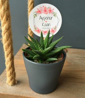 Сукулентен Микс