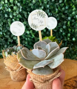 Сукулентен Микс