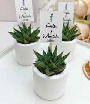 Сукулентен Микс