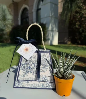 Сукулентен Микс